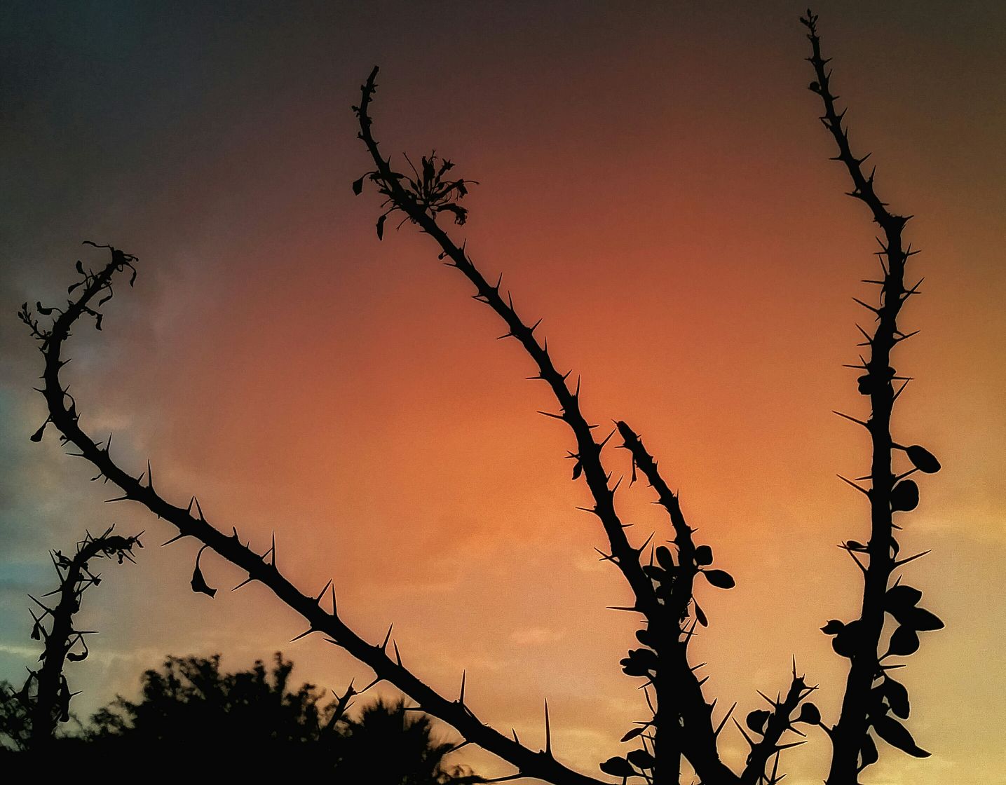 Sunsets